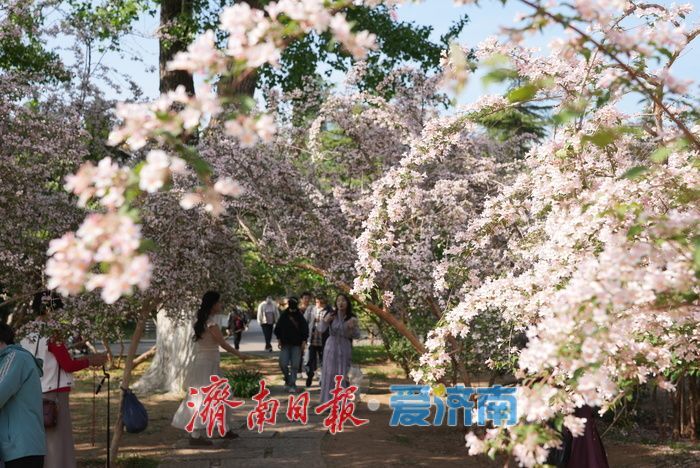 如霞似锦，济南泉城公园珍稀花木猬实进入盛花期