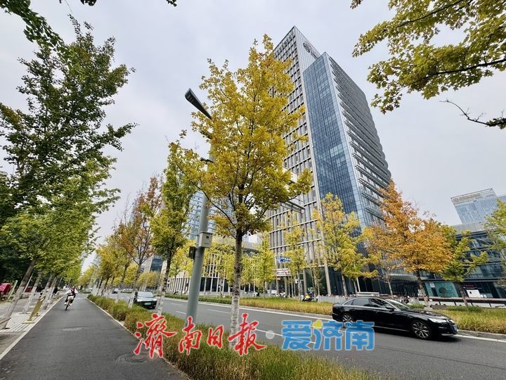 一年四季 泉在济南丨娜塔栎换装扮靓CBD 绘就泉城秋日画卷