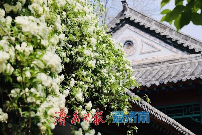 趵突泉木香盛开 花香满庭引客来