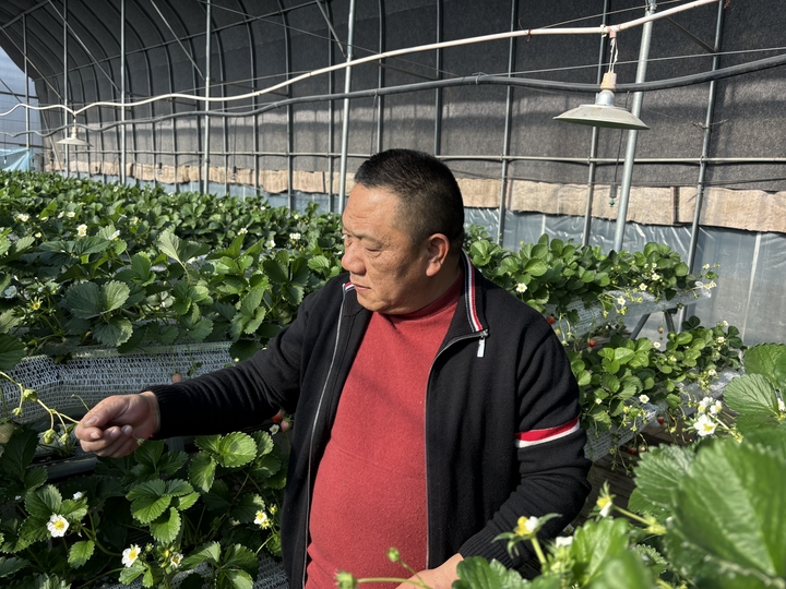 智能大棚恒温恒湿 新品种备受欢迎 70后夫妻家门口种草莓 种出“莓”好生活