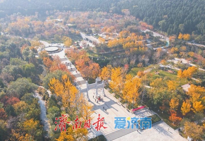 层林尽染秋意浓，“佛山赏菊”正当时