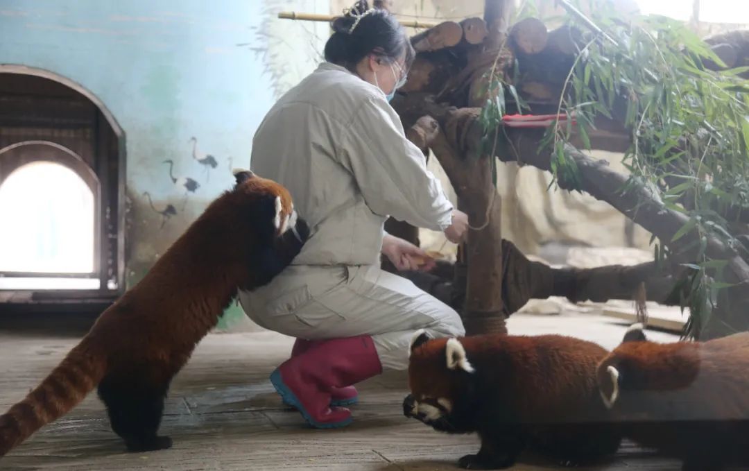 “泉”在济南过大年