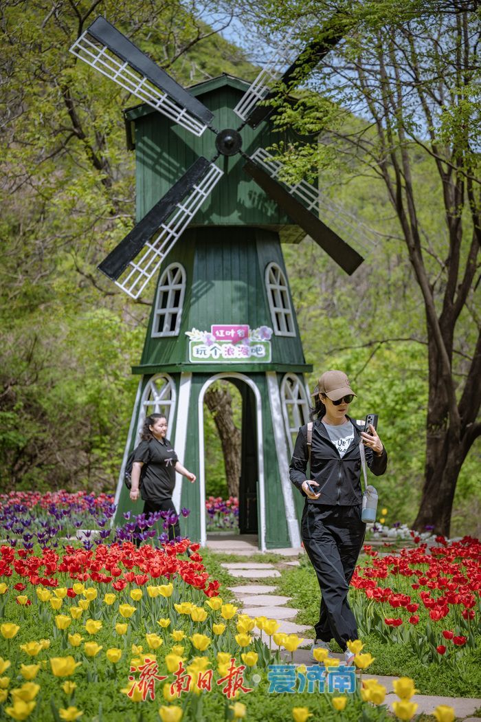 一年四季 泉在济南丨泉城春满山谷间！济南红叶谷郁金香与二月兰织就春日浪漫图景