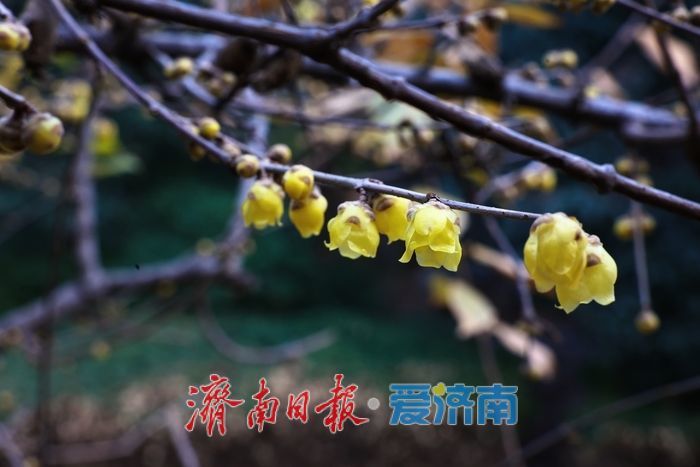 一年四季 泉在济南丨泉畔暗香浮动 济南小东湖蜡梅迎初开