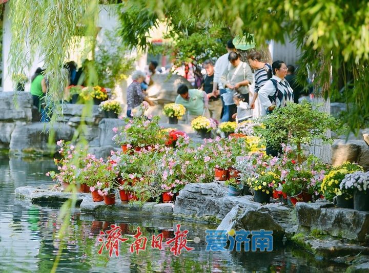 无忧泉边菊初绽，一城秋色待君来