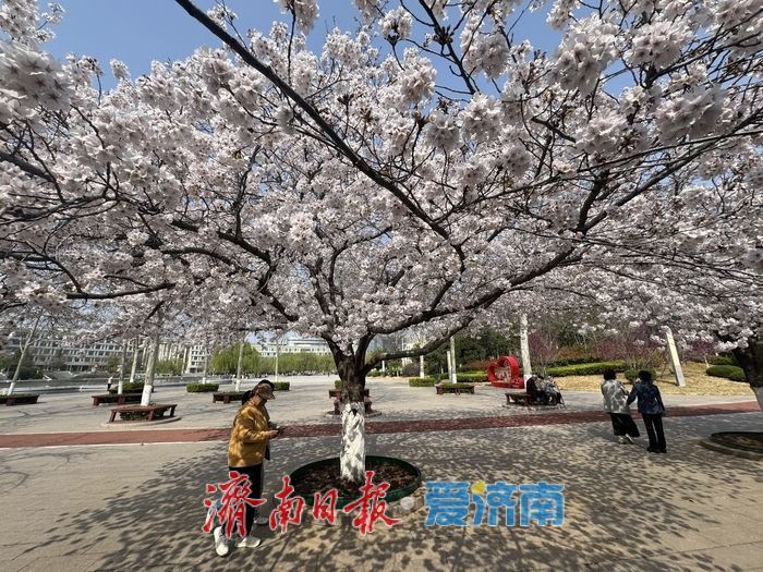 樱花映科创 泉城添春意 齐鲁软件园成春日打卡地