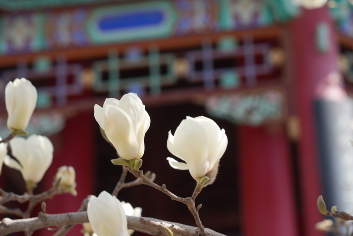 春光明媚 大明湖畔桃红柳绿 赏花正当时