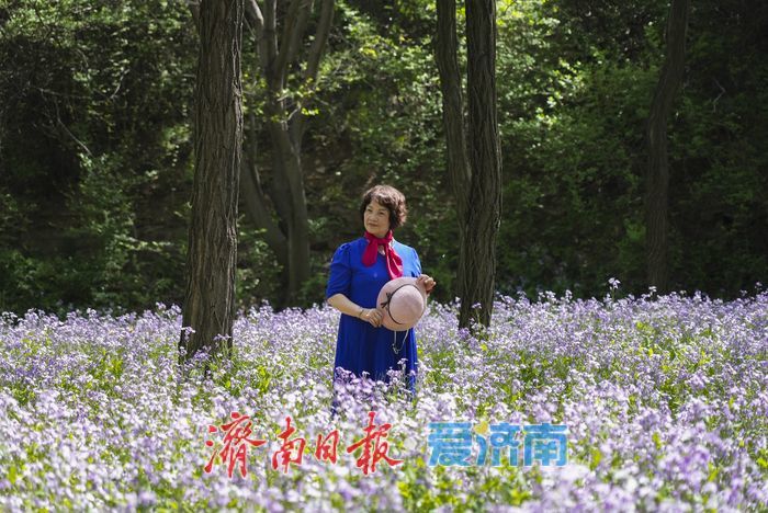 春日限定紫色浪漫！红叶谷二月兰进入最佳观赏期