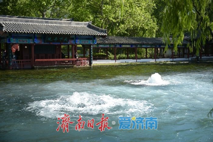 一年四季 泉在济南丨五泉齐涌如梅绽，清照故里韵悠长