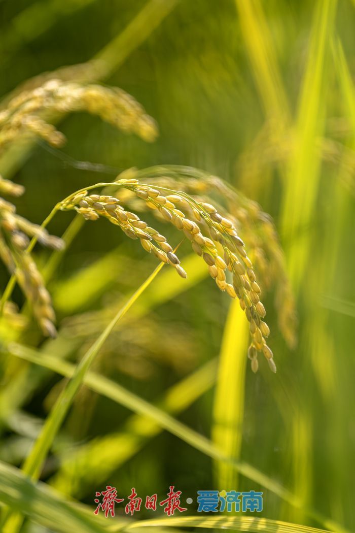 稻熟时节，邂逅乡村生态之美