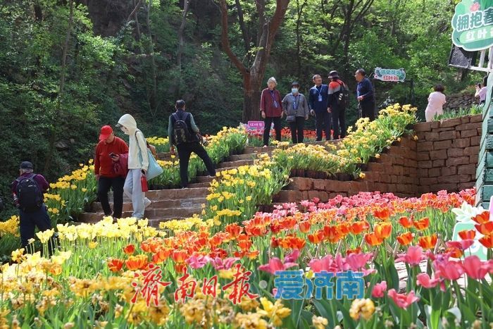 郁金香花开成海！济南红叶谷变身“莫奈花园”，春日顶流打卡地藏不住了！