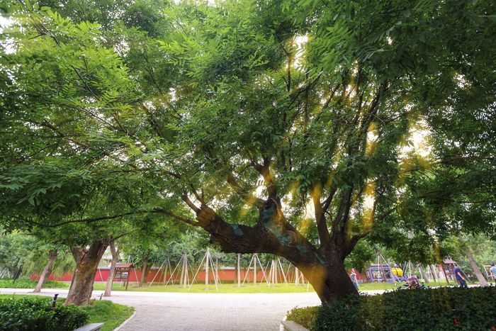 槐荫：这是一座充满独特气质的文化之城