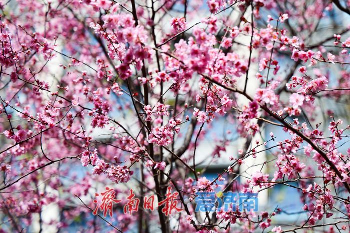 美人梅绽放济南街头，绘就春日浪漫盛景
