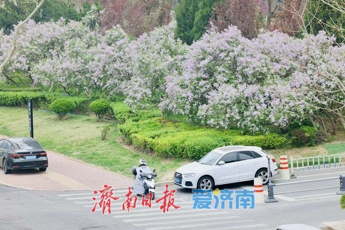 花香满径！经十路丁香盛放绘泉城春日美景