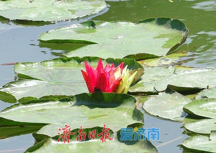 一年四季 泉在济南｜“双色莲”现身济南大明湖，游客直呼“好运莲莲”