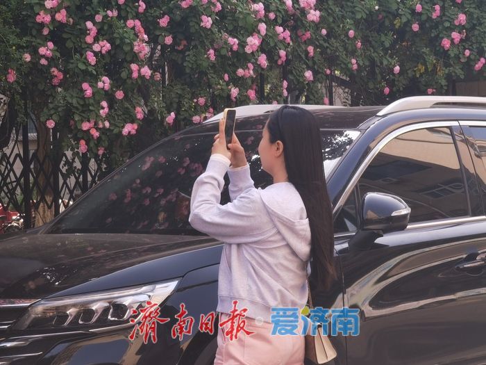 家门口的浪漫！辛甸西路蔷薇花开“扮靓”春日街头