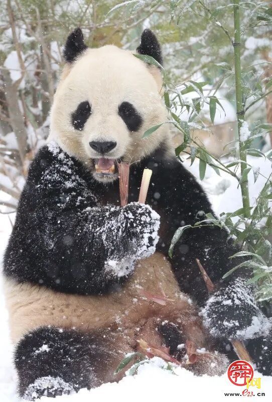 雪漫泉城园 九景入画来