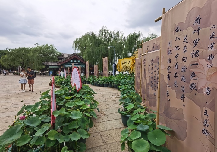 荷花小景扮靓夏日明湖