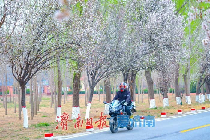 一年四季 泉在济南丨三十里花廊醉春风 济南黄河大道紫叶李进入最佳观赏期