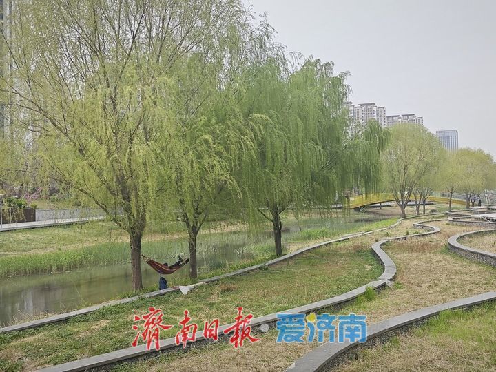 一年四季 泉在济南｜腊山河公园杜梨花开 午间赏花人气浓