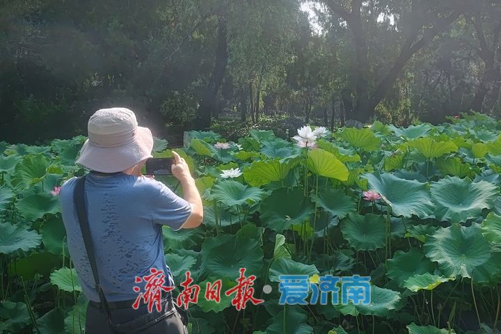 一年四季 泉在济南丨池塘荷花次第开 摄影达人竞相采风