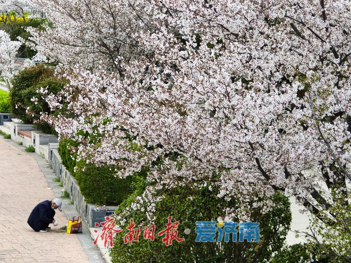 樱花盛放扮靓城市河畔 春日画卷引客来