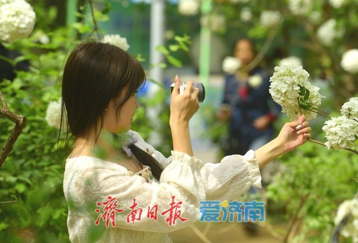 暮春时节花满园，泉城“绣球”惹人爱