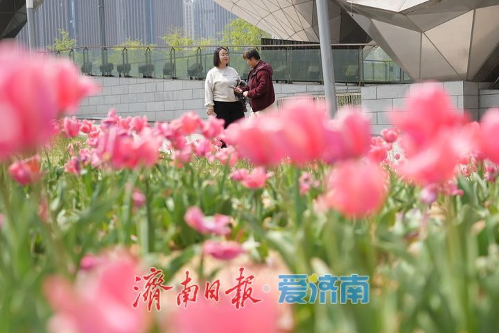 泉城人才公园郁金香盛放，春日氛围感拉满