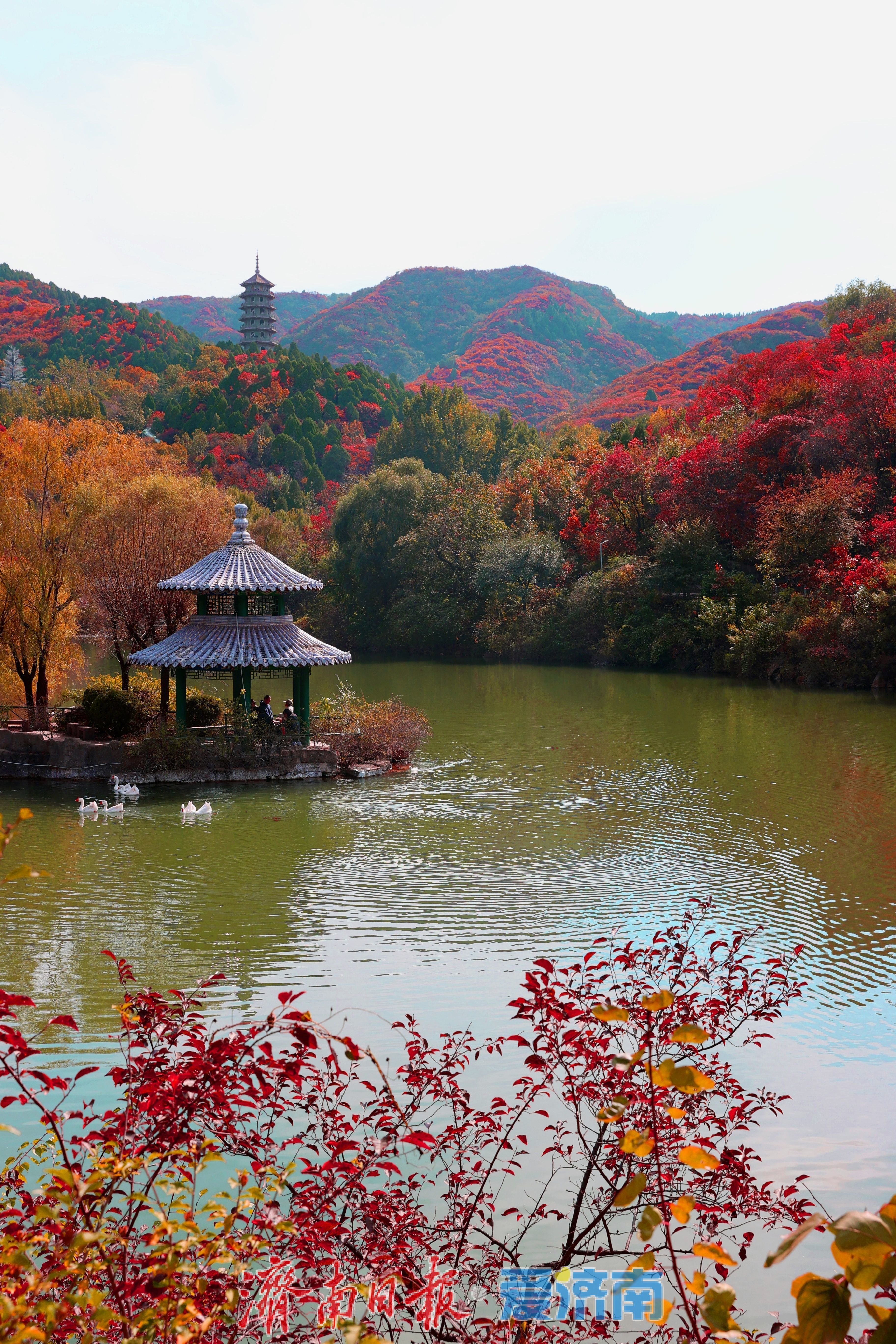 万山红遍，层林尽染！济南红叶谷进入最佳观赏期