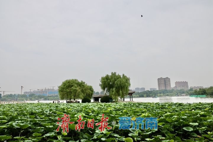 凉风送爽景致佳 市民泛舟大明湖乐享惬意周末