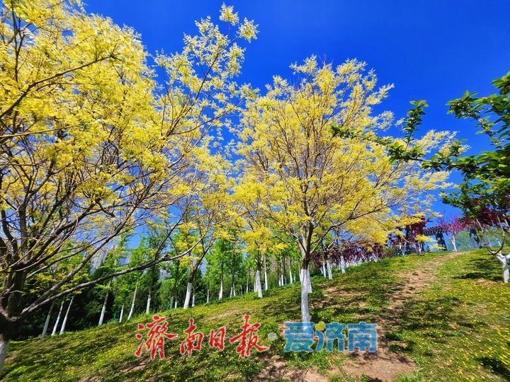 金枝映翠 古韵添彩 卧牛山地质公园金枝国槐绘就春日生态画卷