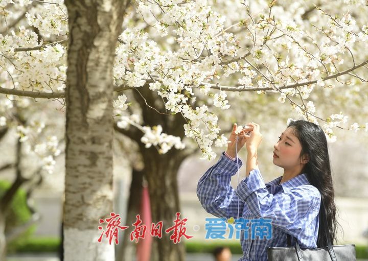 滨湖广场樱花盛放，成春日热门打卡点