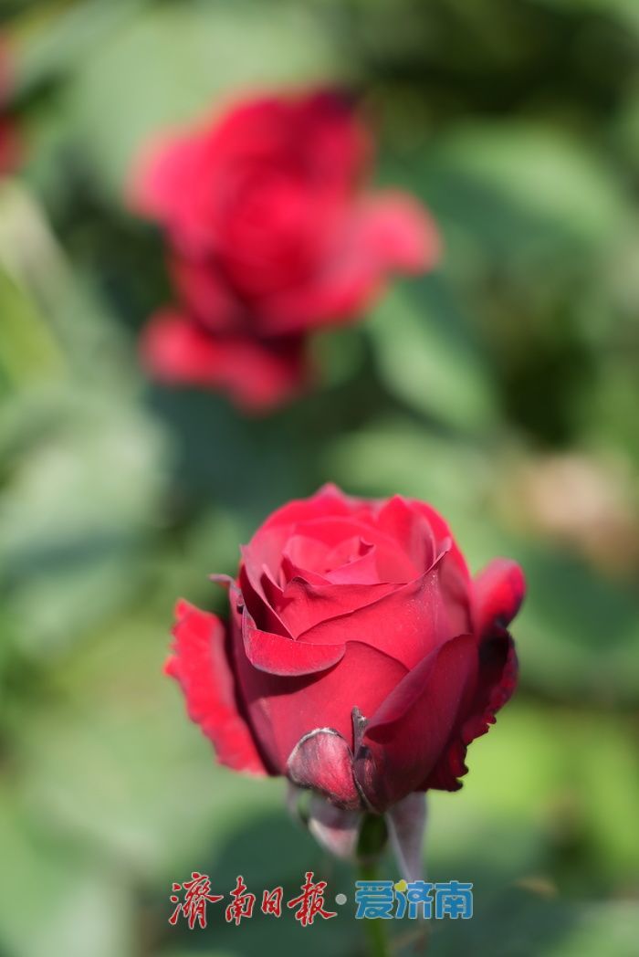 各色月季悄然绽放 勾勒春日缤纷画卷