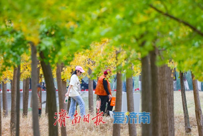 一年四季 泉在济南丨济南黄河银杏林步入唯美交替盛景