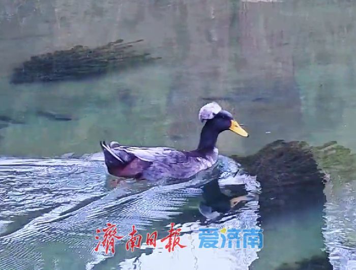 一年四季 泉在济南丨“烫头鸭”在线营业 梅花竞相绽放 五龙潭春色藏不住啦！