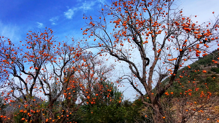 红柿如火，果实累累 点亮济南秋日画卷