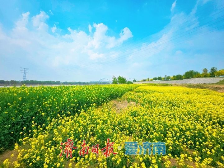 一年四季 泉在济南丨黄河岸边油菜花开生态画卷醉游人