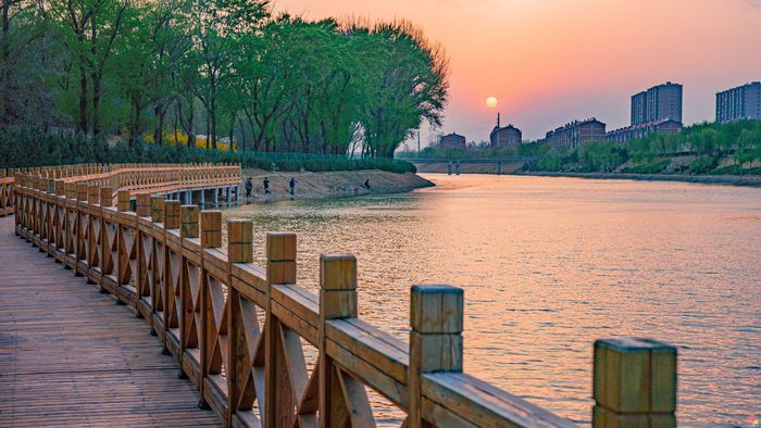 槐荫：生态画卷中的鸟趣与城韵