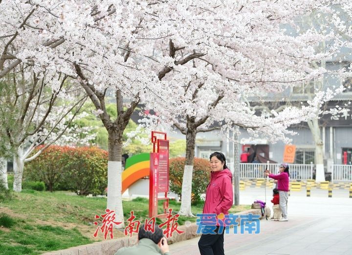 一年四季 泉在济南丨繁花似雪，“樱”你而美