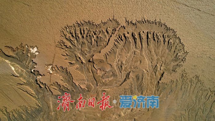 一年四季 泉在济南丨黄河济南段现壮美“潮汐树”自然奇观