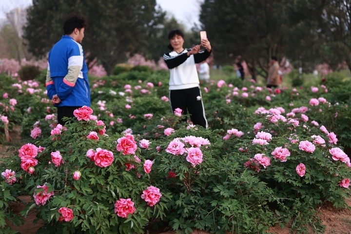 赏花打卡，享受春暖花开