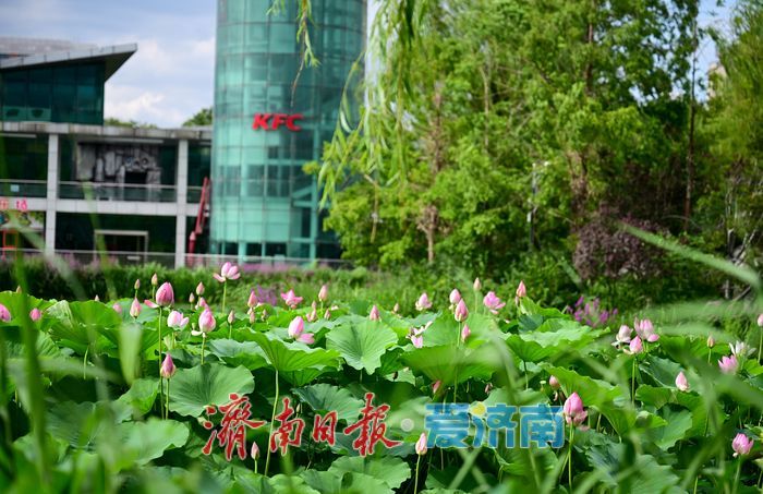 一年四季 泉在济南丨游泉城公园，静享城市“慢生活”