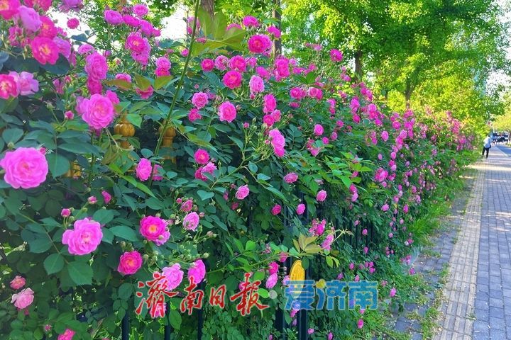 一年四季 泉在济南丨蔷薇花开满枝头 邂逅暮春好风光