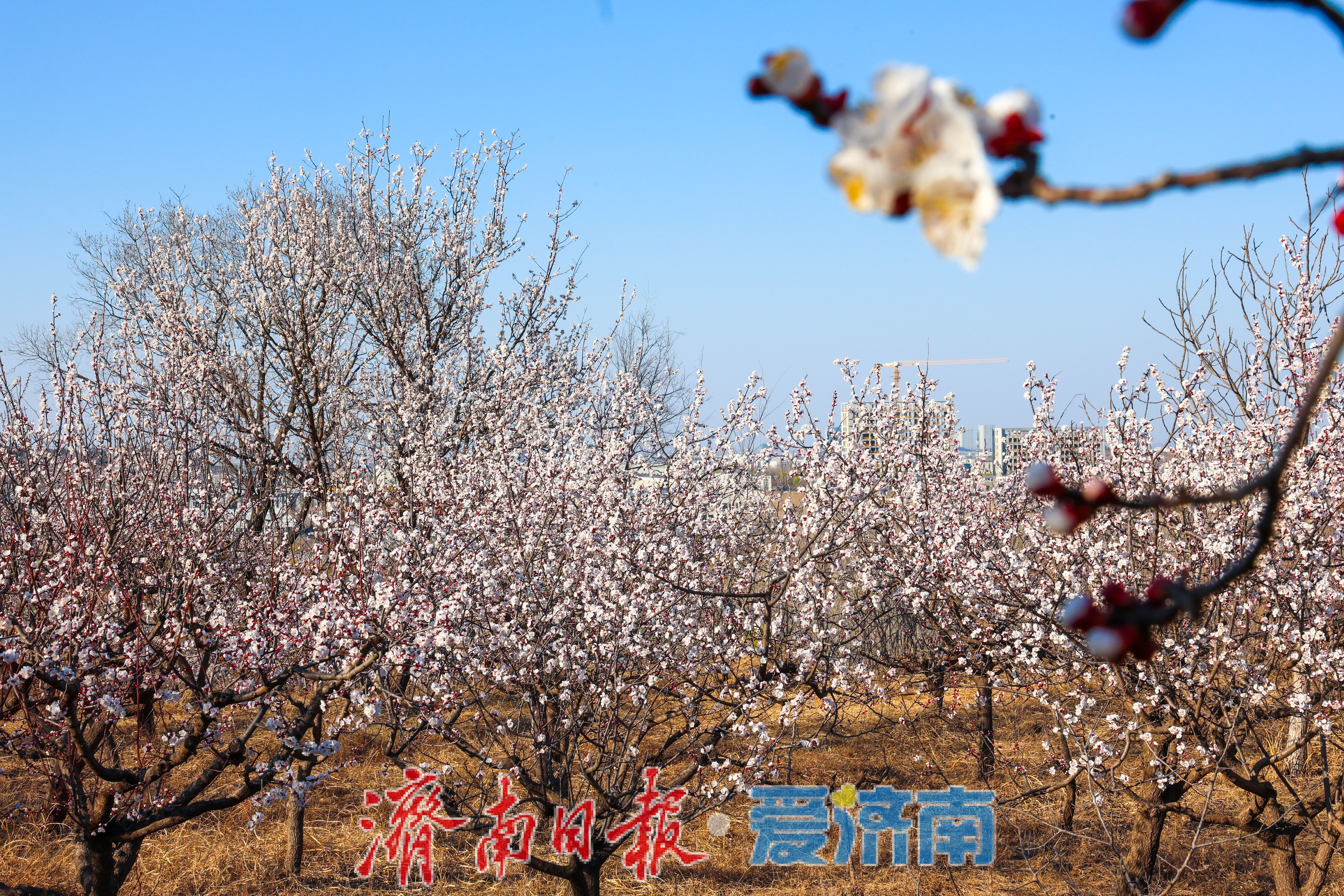 春日限定！济南围子山杏花悄然绽放