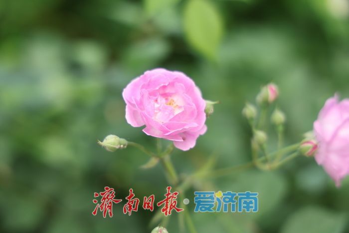 一年四季 泉在济南丨泉畔蔷薇花海盛放醉游人