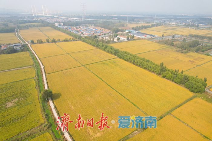 黄河稻浪飘香，济南吴家堡水稻将进入全面收割期
