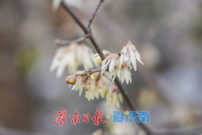 泉城年味气氛组已就位，是“蛇”候过年啦！