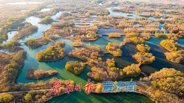 芦花纷飞裹碧湖 初冬湿地美如画——济西国家湿地公园诗意灵动
