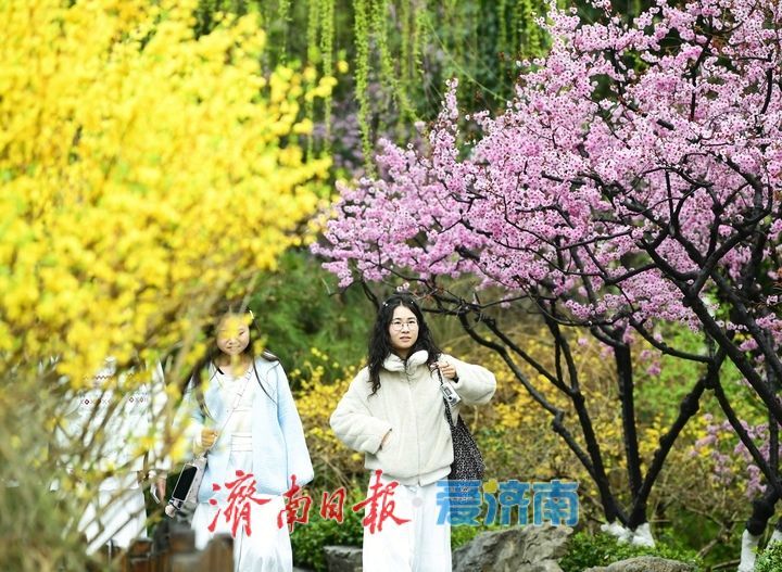 春雨润泉城花开俏争春，趵突泉畔宛如画卷引客来