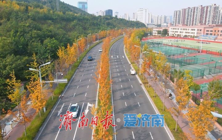 霜降过后济南CBD上演“变装秀”，娜塔栎迎来最美“叶”色